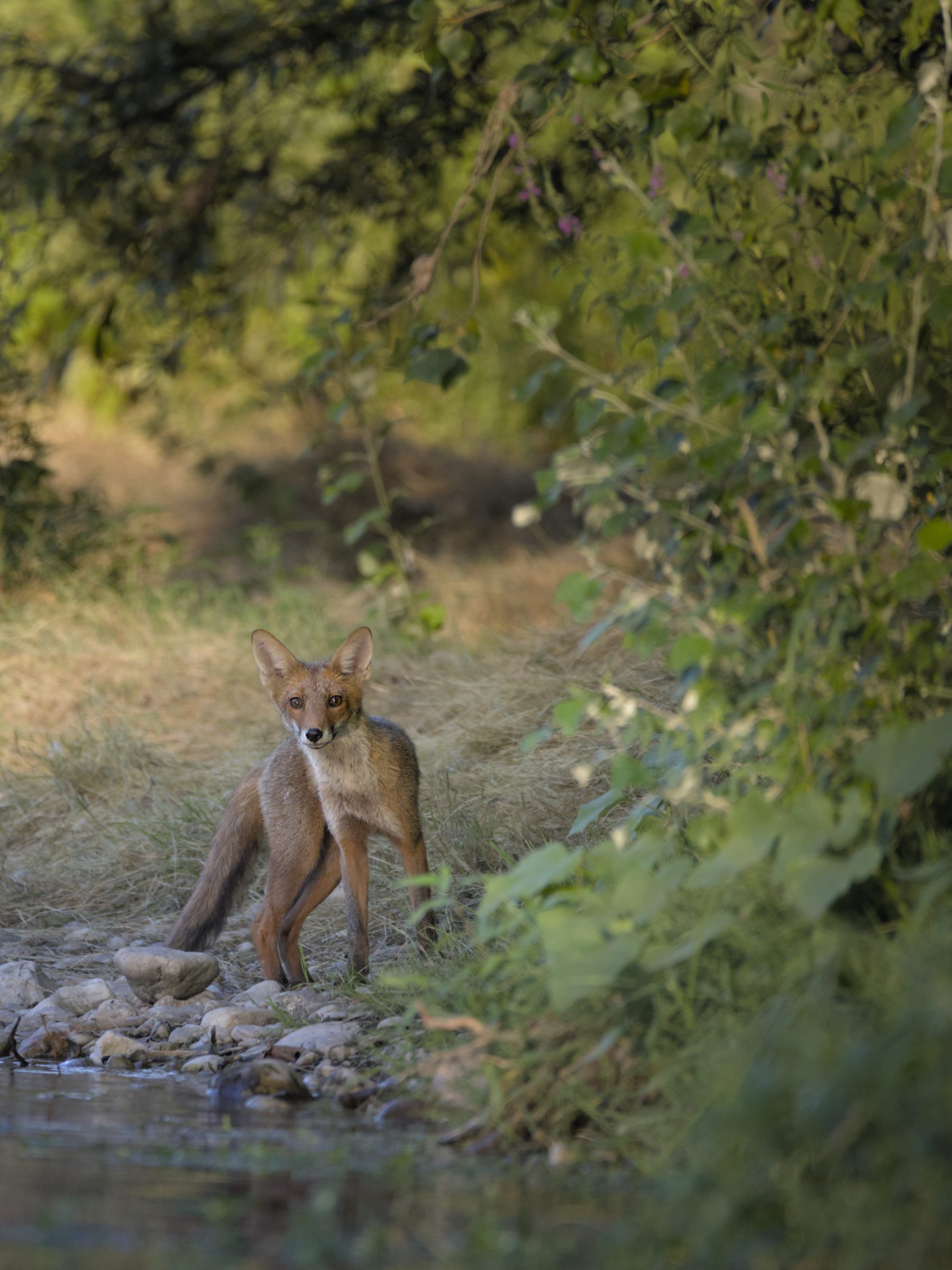 Le renard