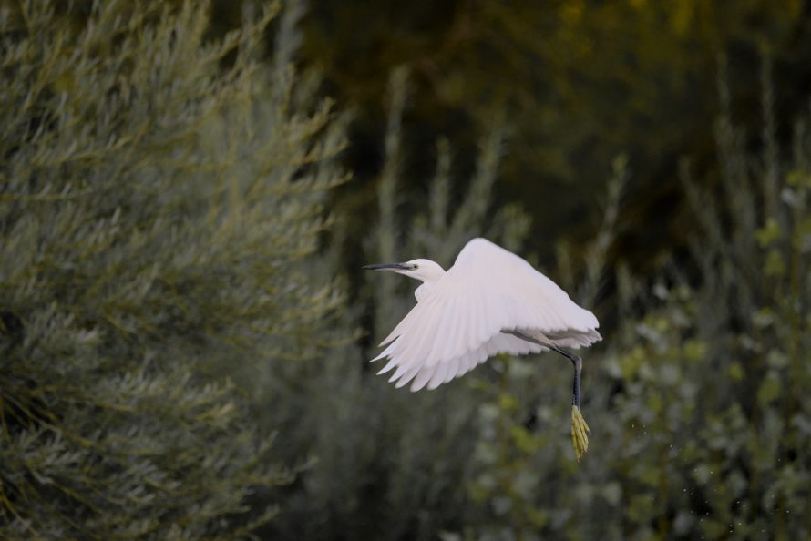 aigrette blanche aperçue sur le gardon