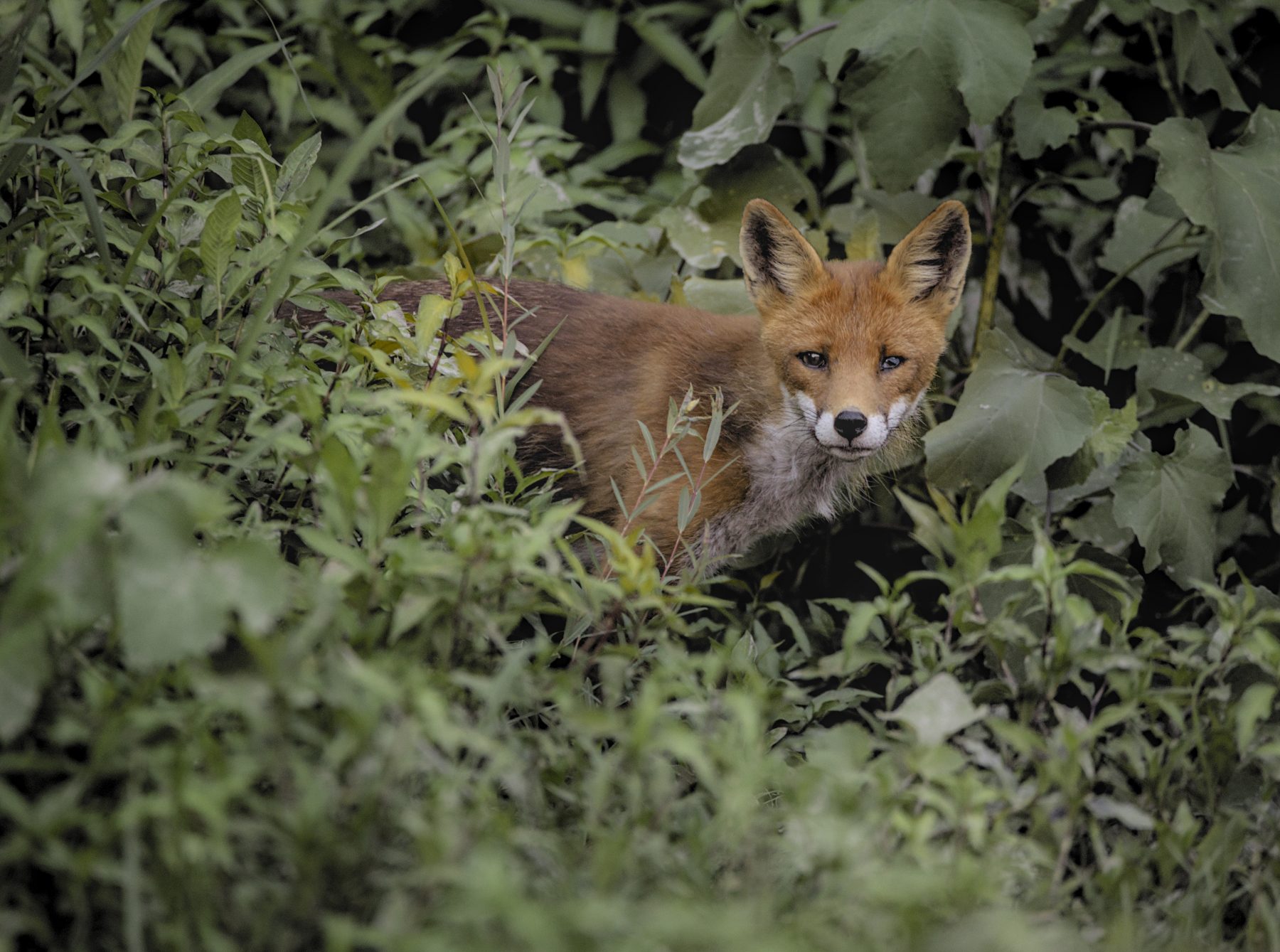 renard au bord du gardon, près du Pont du gard