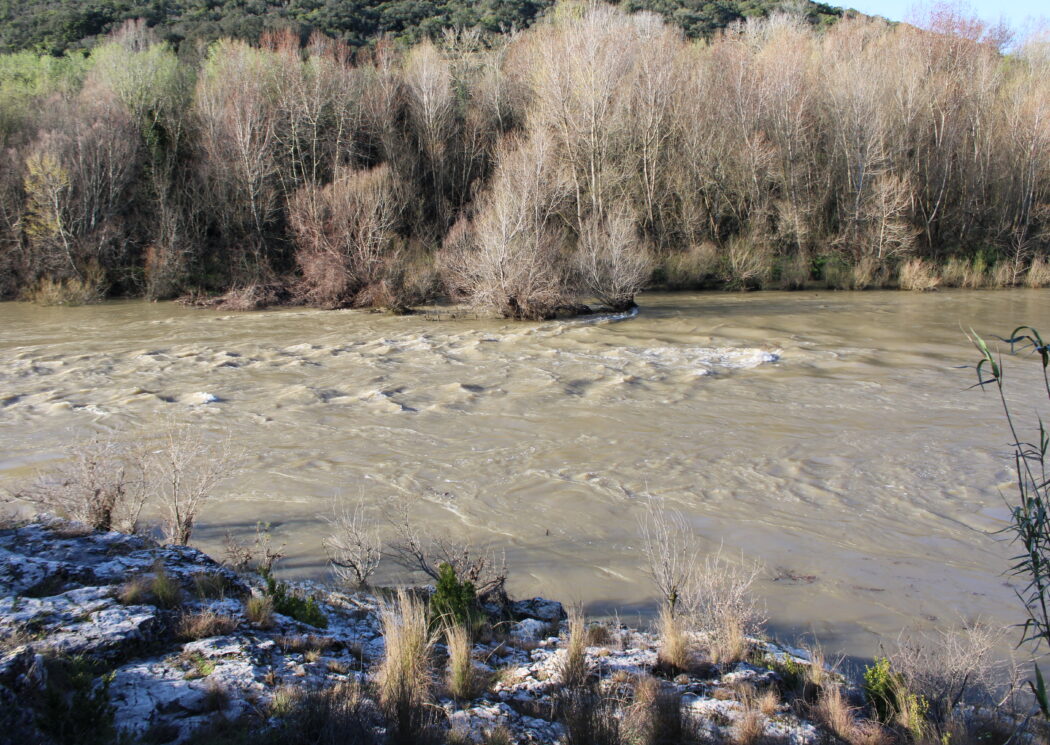 gardon avec gros niveau d'eau